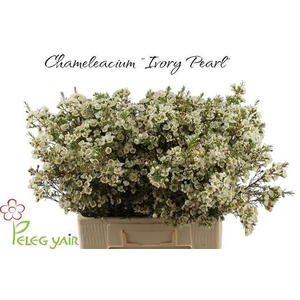 CHAME IVORY PEARL