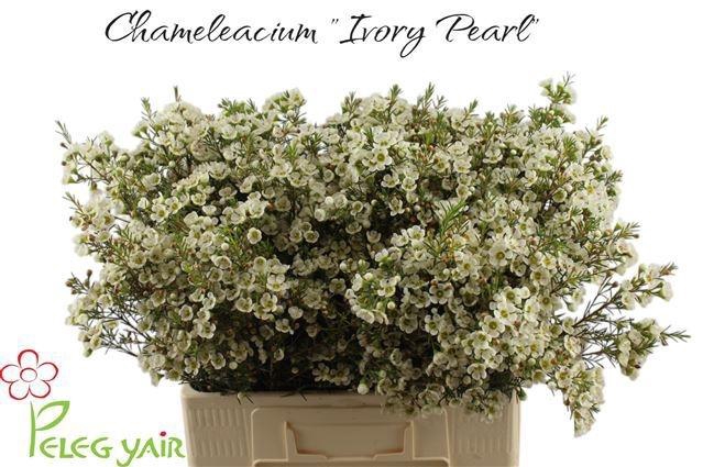 <h4>CHAME IVORY PEARL</h4>