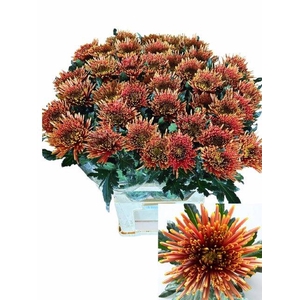 Chrys bl tula copper