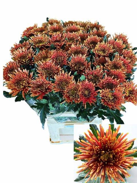 <h4>Chrys bl tula copper</h4>