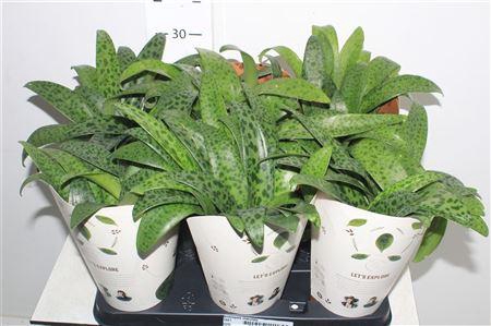 <h4>Drimiopsis Maculata</h4>