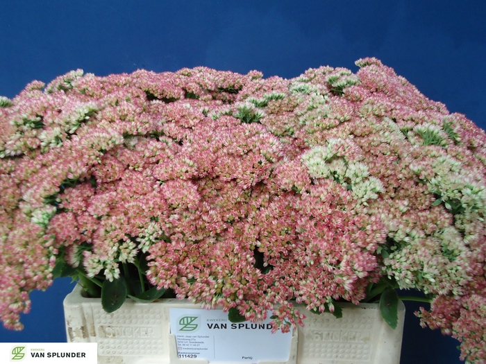 <h4>SEDUM HERBSTFREUDE</h4>