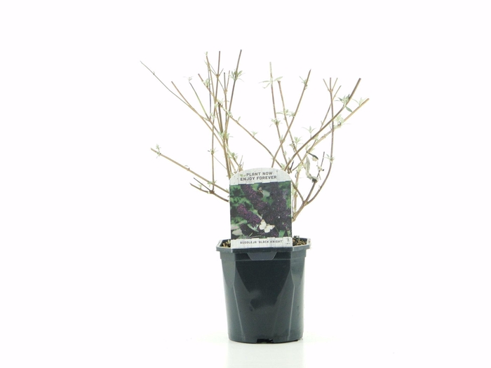 <h4>Buddleja Black Knight</h4>