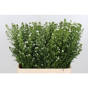 Aster paquita