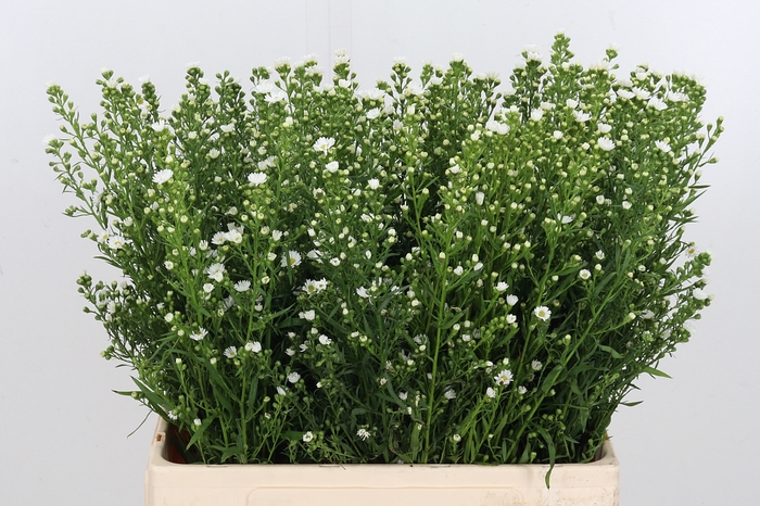 <h4>Aster paquita</h4>