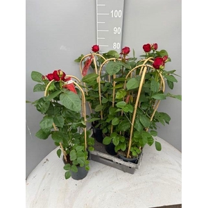 ROSA FL GRAND SELECT