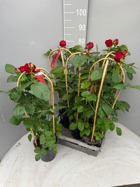 <h4>ROSA FL GRAND SELECT</h4>