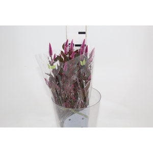 CELOSIA RABO DE GATO 050 CM VARIADO