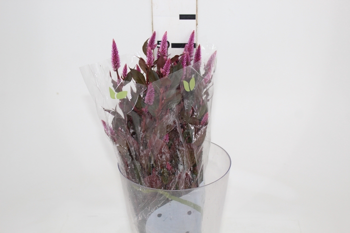 <h4>CELOSIA RABO DE GATO 050 CM VARIADO</h4>