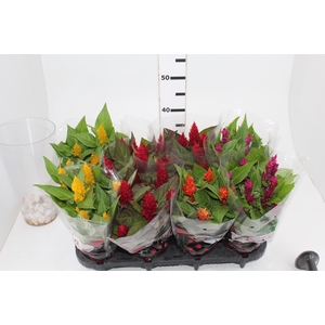 CELOSIA P14 VARIADO