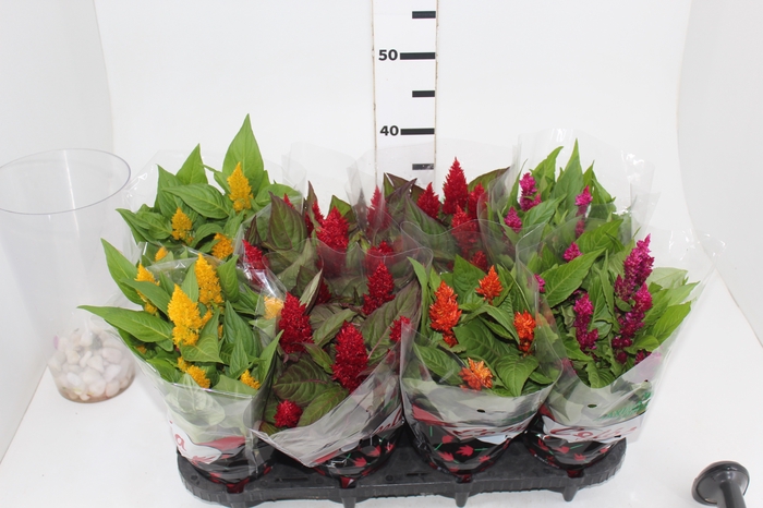 <h4>CELOSIA P14 VARIADO</h4>