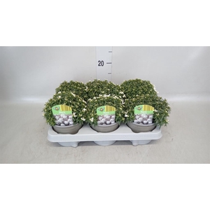 Iberis semp. 'Fischbeck'