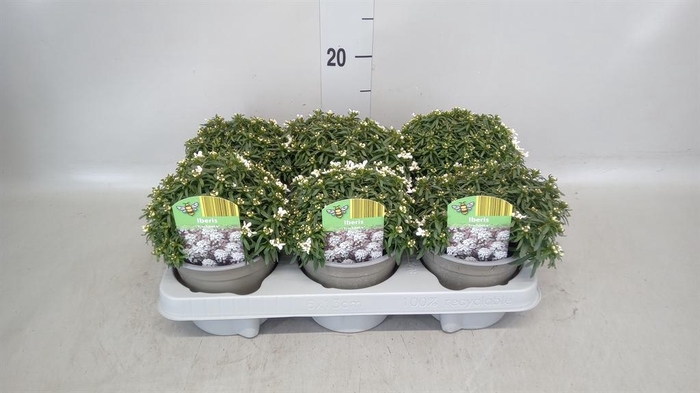 <h4>Iberis semp. 'Fischbeck'</h4>