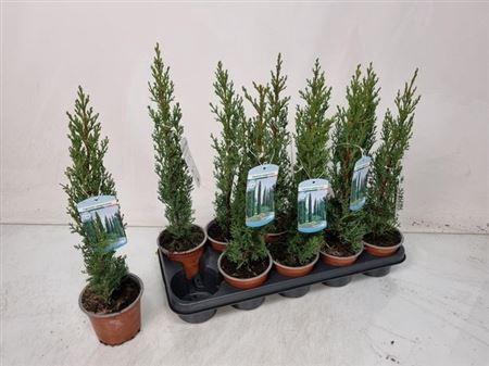 arr8 Cupres Se Totem