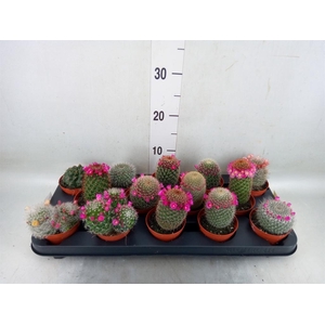 Mammillaria  ...mix