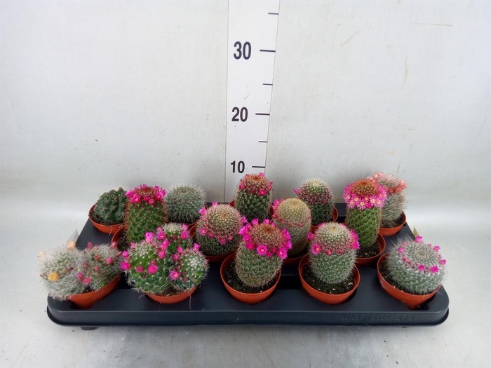 <h4>Mammillaria  ...mix</h4>