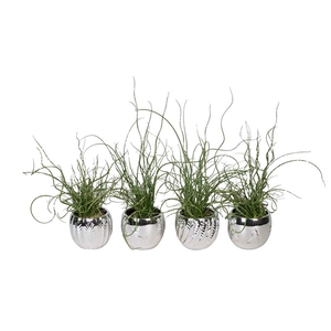 JUNCUS P6 L 66424