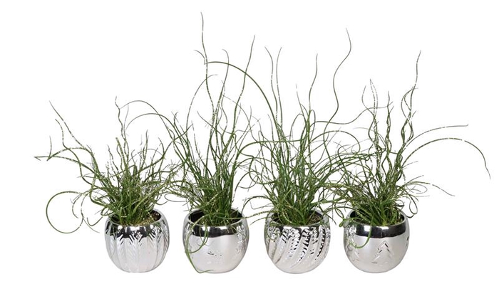 <h4>JUNCUS P6 L 66424</h4>