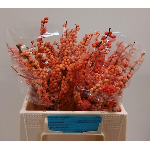 ILEX VE WINTER GOLD