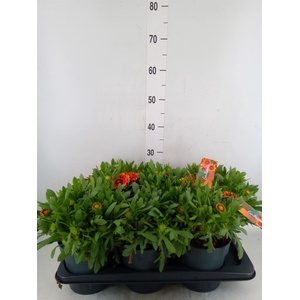 Gaillardia  'Kobold'