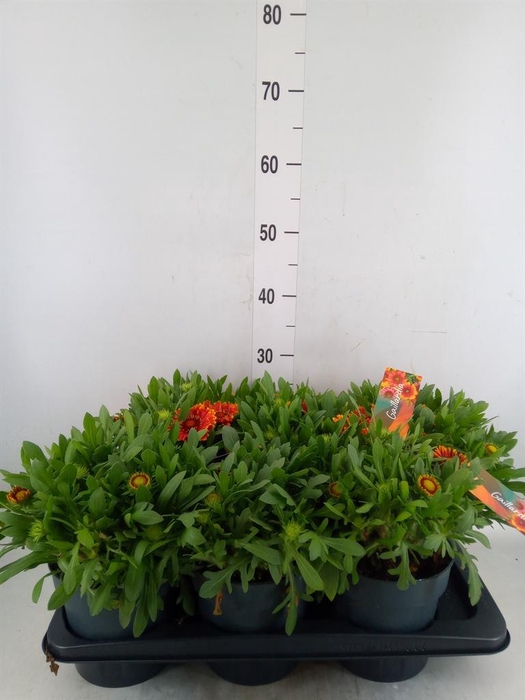 <h4>Gaillardia  'Kobold'</h4>