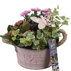 PTPP6801 Arrangement Patio in metalen bak