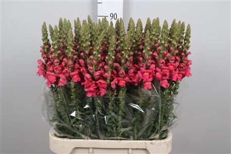 <h4>Antir Poto Rose</h4>