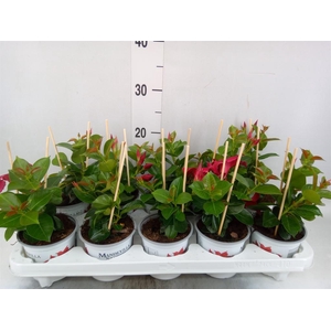 Mandevilla sand. 'Rio Petite Red'