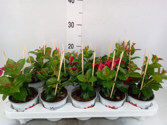 <h4>Mandevilla sand. 'Rio Petite Red'</h4>