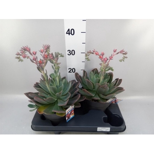 Echeveria  'Blue Prince'
