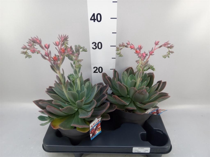 <h4>Echeveria  'Blue Prince'</h4>