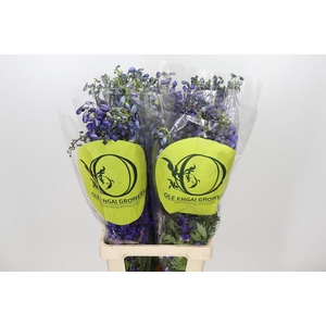 Eryngium Magical Blue Lagoon