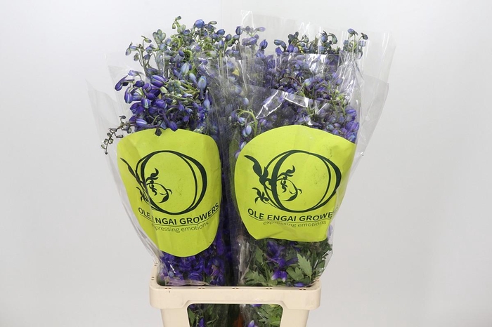 <h4>Eryngium Magical Blue Lagoon</h4>