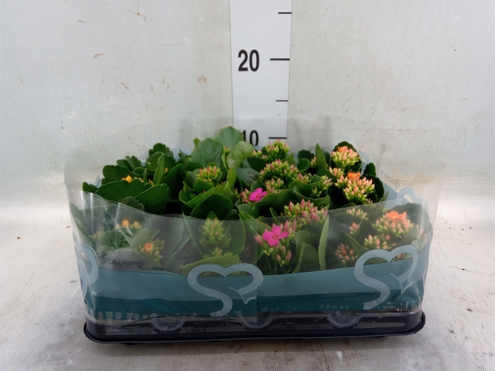 <h4>Kalanchoe blos.   ..</h4>