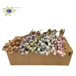 Papaver per bunch Mixed colours Frosted