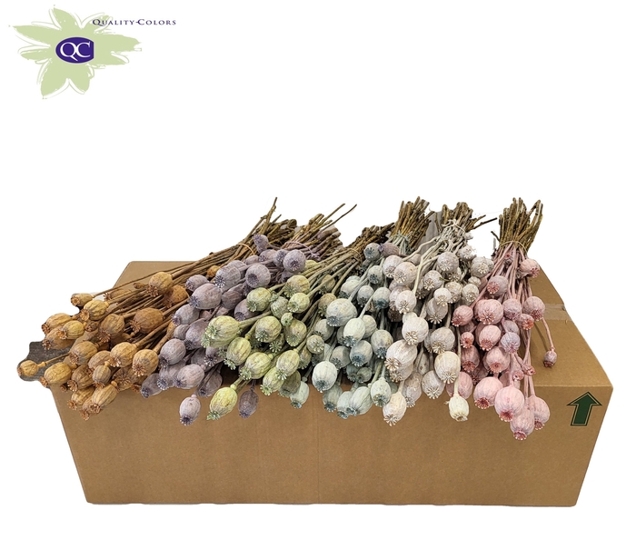 <h4>Papaver per bunch Mixed colours Frosted</h4>