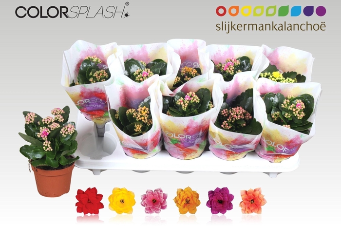 <h4>KAL GE GEM 6 KL</h4>