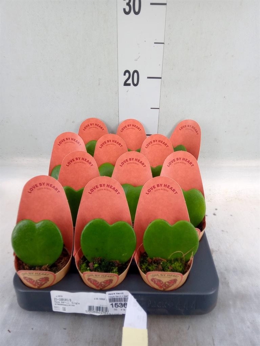 <h4>Hoya kerrii</h4>