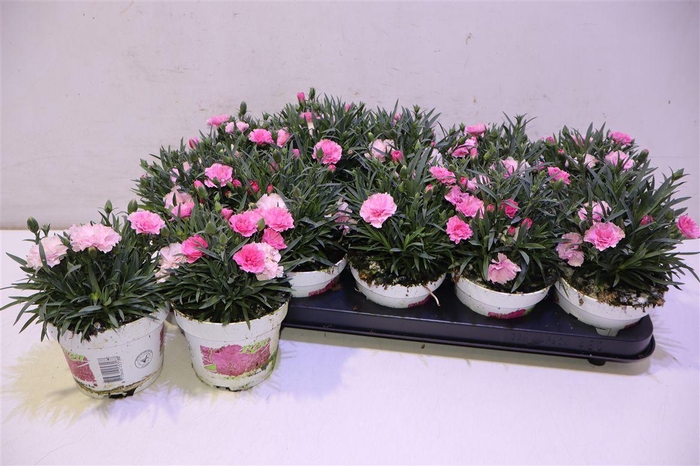 <h4>Dian I Love U</h4>