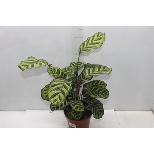 CALATHEA MAKOYAMA P17