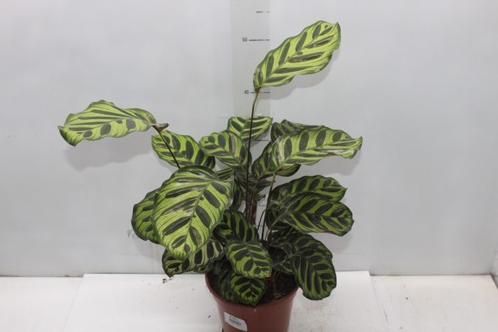 <h4>CALATHEA MAKOYAMA P17</h4>