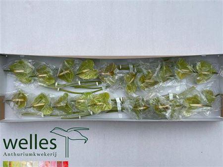 <h4>Anth A Midori</h4>