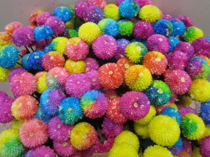 <h4>Chr T Newton Rainbow</h4>