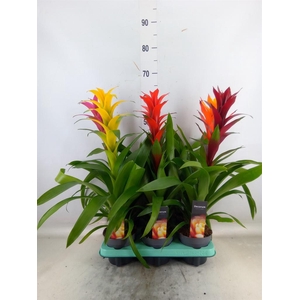 Guzmania   ...mix