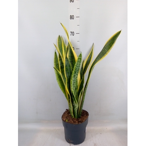 Sansevieria trifa. 'Laurentii'