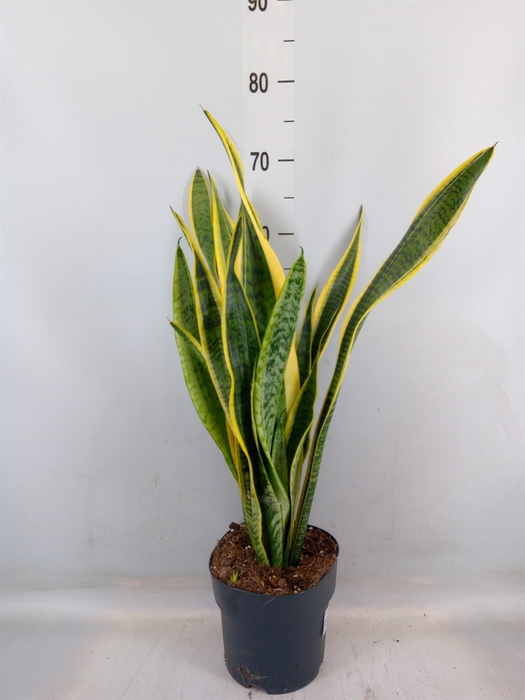 <h4>Sansevieria trifa. 'Laurentii'</h4>