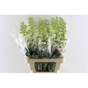 Matth Iron Antique Rose