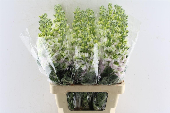 <h4>Matth Iron Antique Rose</h4>