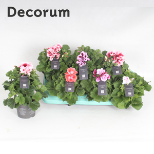 Pelargonium Grandiflorum P13 Mixtray - DECORUM