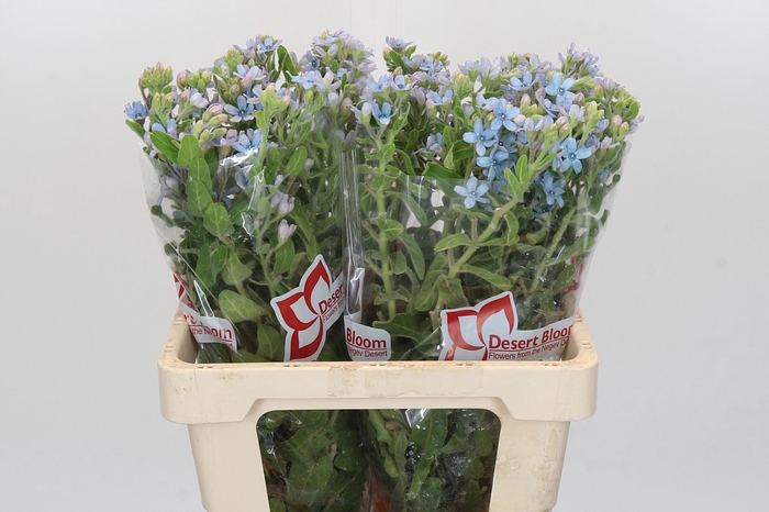 <h4>Oxypetalum Tweedia Blue</h4>